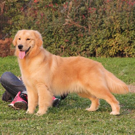 狗金生|金毛寻回犬